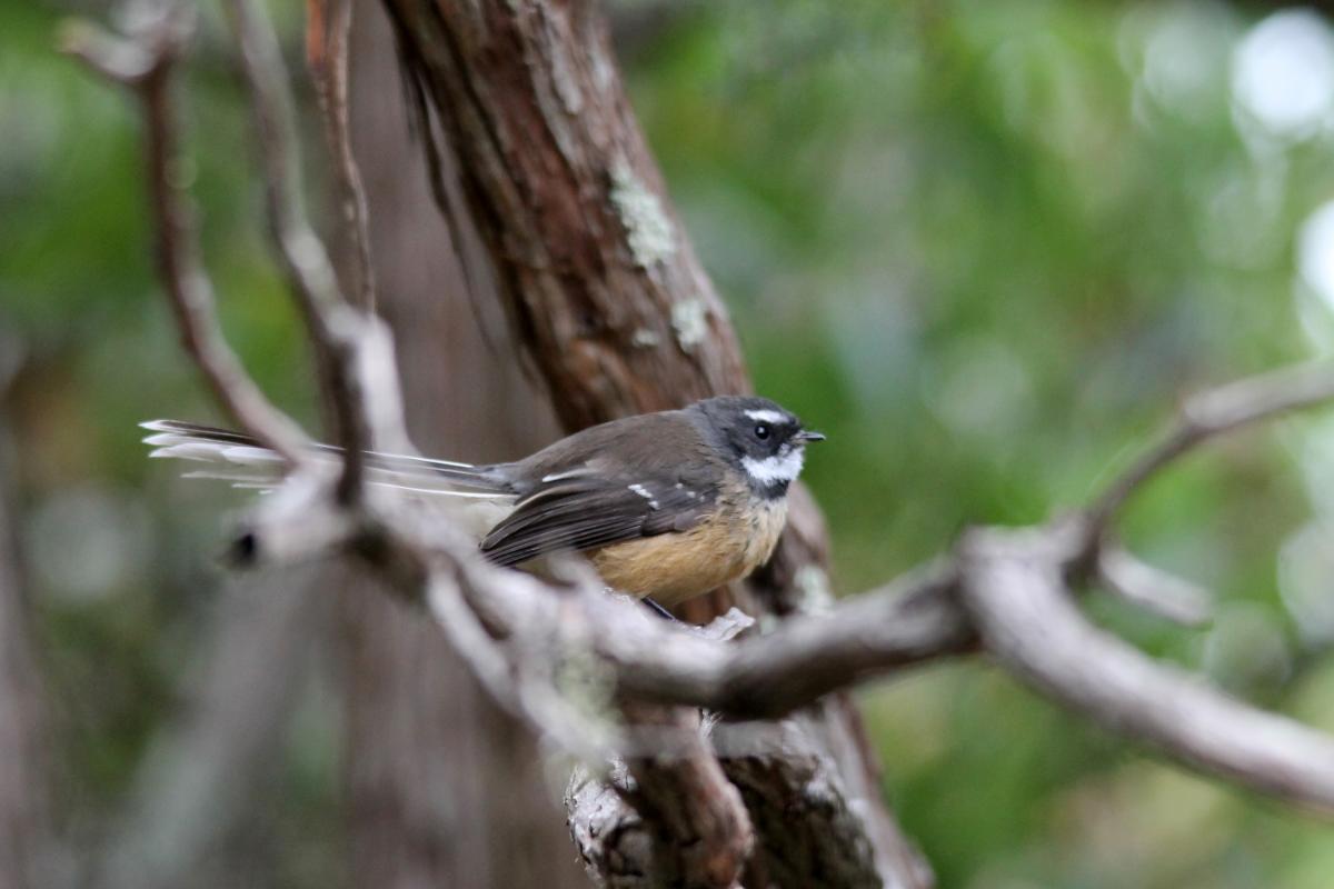 New Zealand Fantail (Rhipidura fuliginosa), Kaiteriteri-Sandy Bay Road, Kaiteriteri, Tasman, New Zealand, 2014-03-12 New Zealand Fantail (Rhipidura fuliginosa)